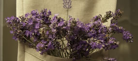 lavender flowers